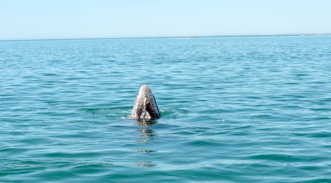 A close encounter with a gray whale!