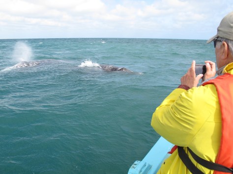 A little mist from their blow holes.