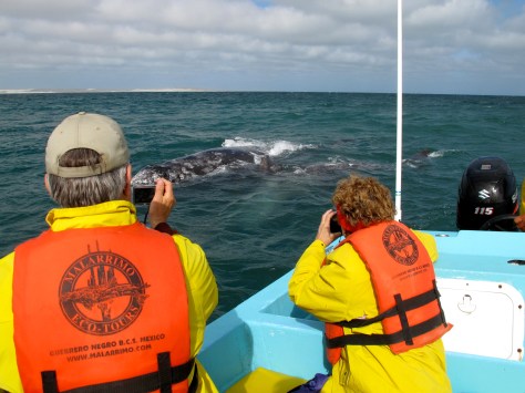 They caught us and hung out in the rear of the boat for a few minutes while we admired them.