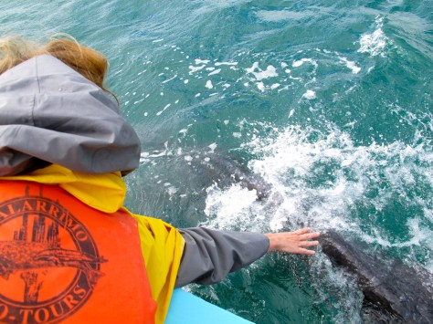 A glancing touch of the baby's tail.