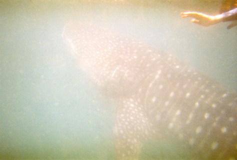 My hand as I'm trying to swim with this giant.