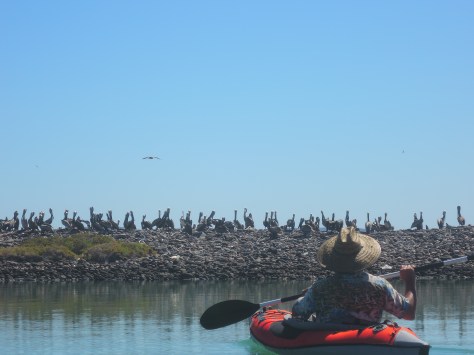 Arnold and his troop of pelicans.