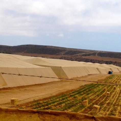 Green houses stretched for miles along the roadside.