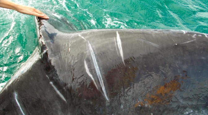 More whales from Guerrero Negro