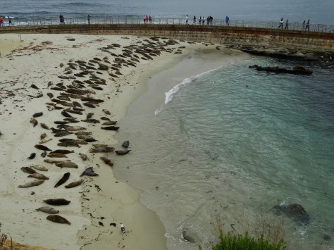 Harbor seals at Casa Beach in La Jolla, CA.