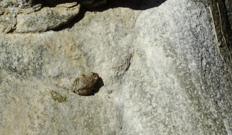 A rare treat to see a toad along the trail!