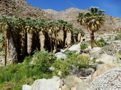 Amazing to see a palm oasis in the middle of the desert.