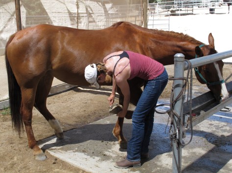 Cleaning Jazz's hooves before our riding lesson.