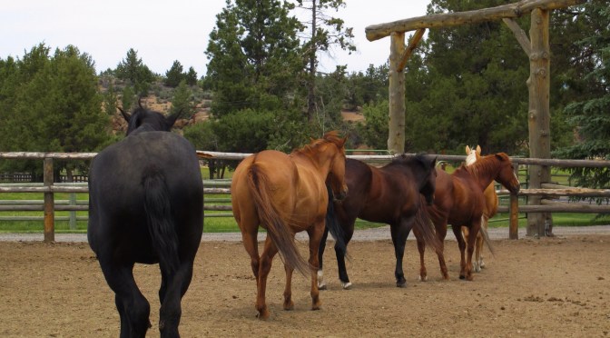 Horsing around in Bend, OR