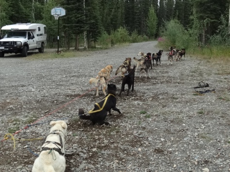 You can see the dogs straining against their harnesses ready to hit the trail.