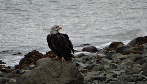 This was a scrappy looking bald eagle but I was delighted to see him!