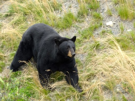 One of the resident black bears.